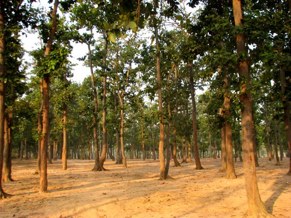 Property listing image: Residential Land, for sale, in Santiniketan, Property ID 1035