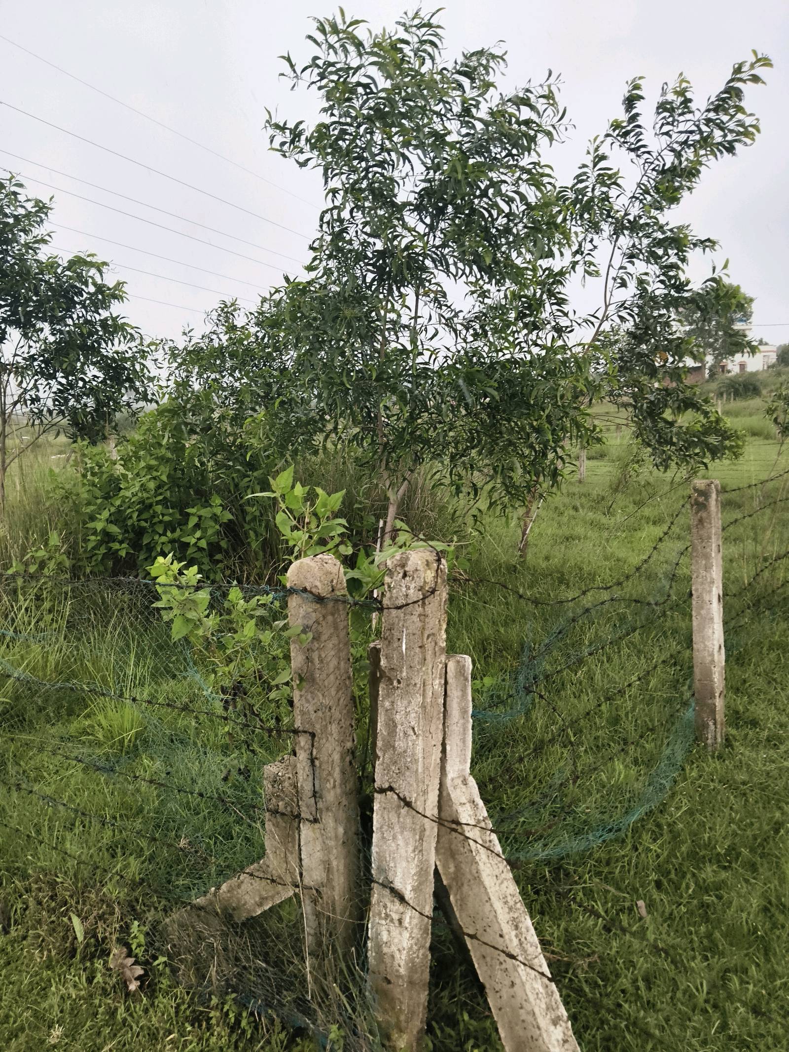 Photo 1 of 4: Residential Land, for sale, in Prantik, Property ID 1122