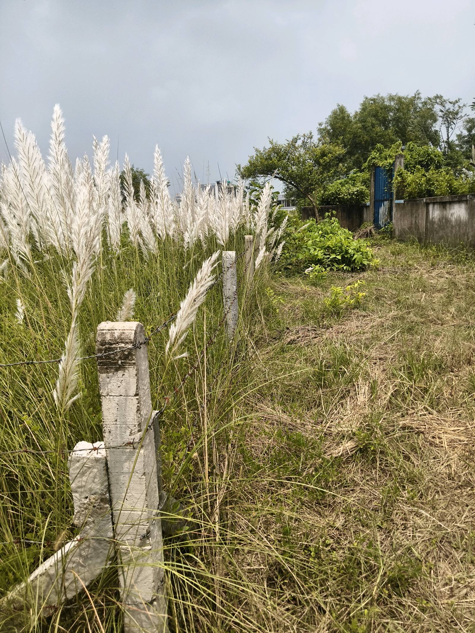 Residential Land for Sale in Prantik | Property ID 1283 | SONDHAN