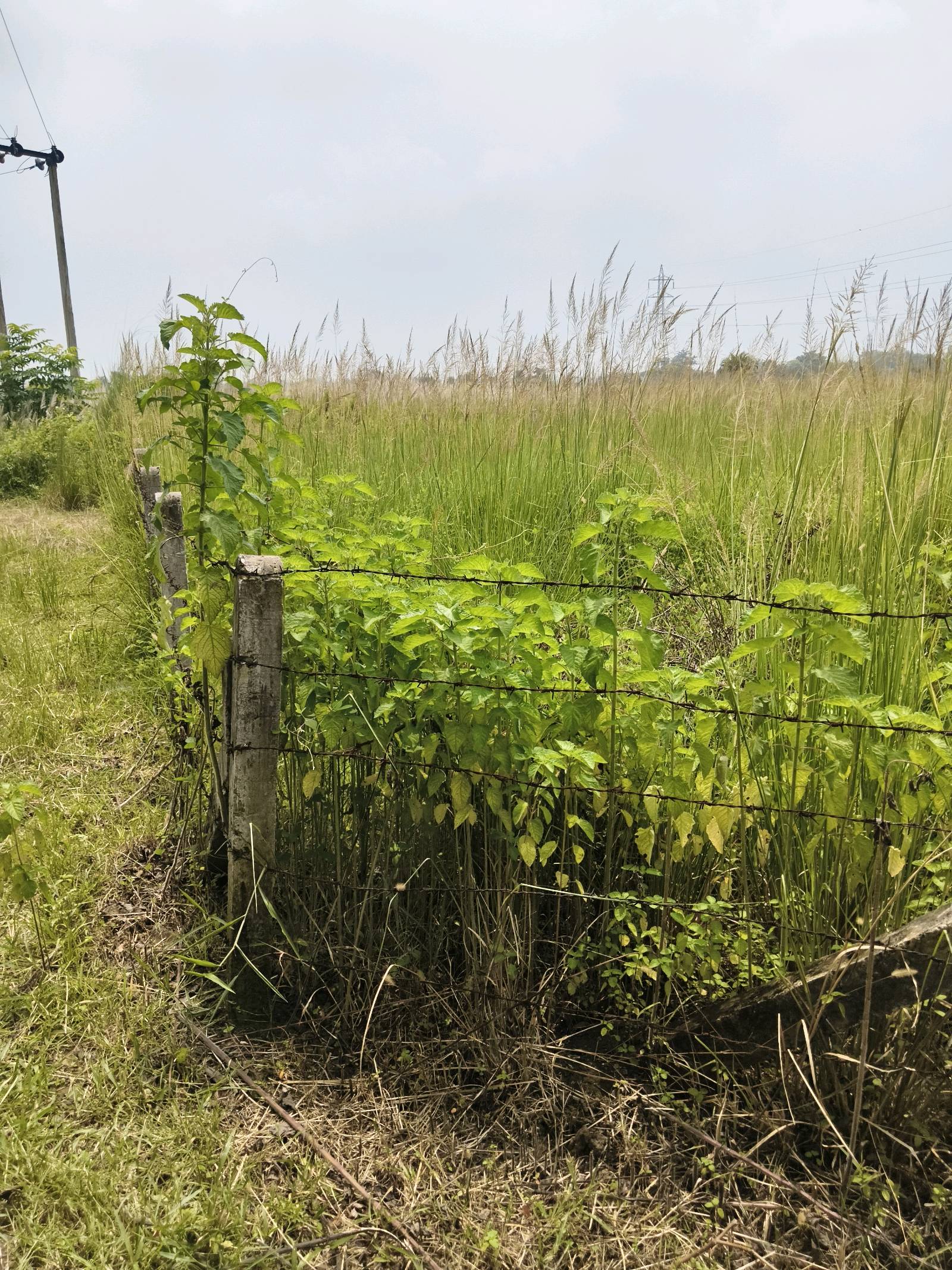 Residential Land for Sale in Prantik photo 3