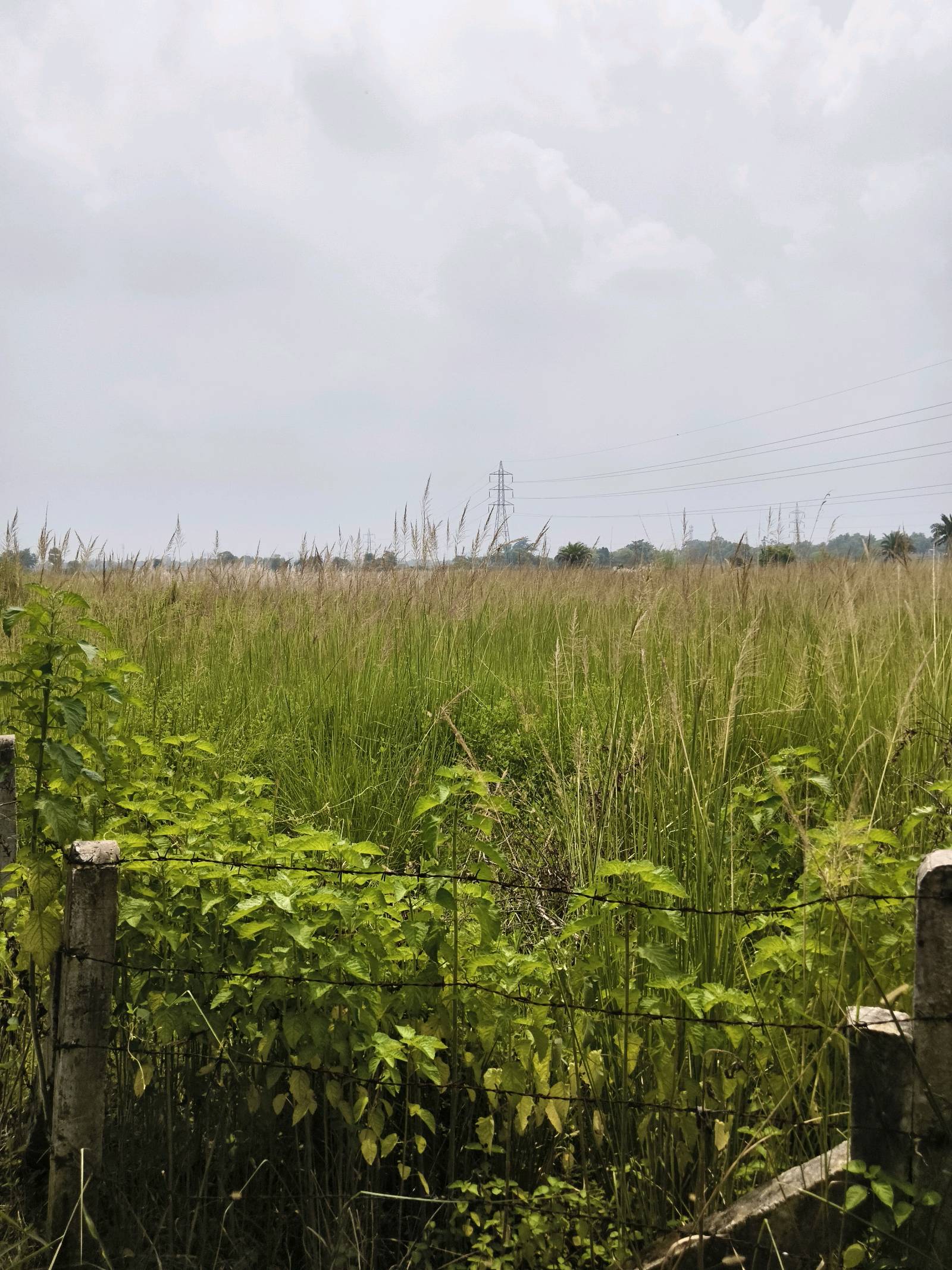 Residential Land for Sale in Prantik photo 4