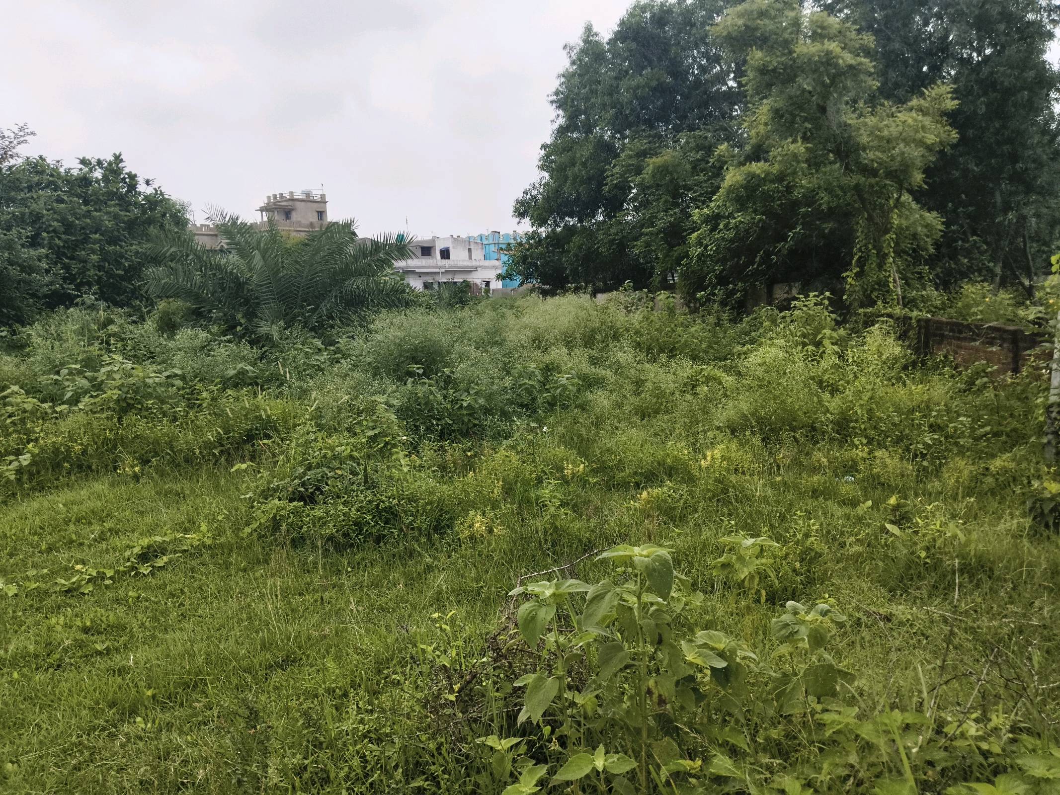 Property listing image: Plot, for sale, in Jambuni, Property ID 1205