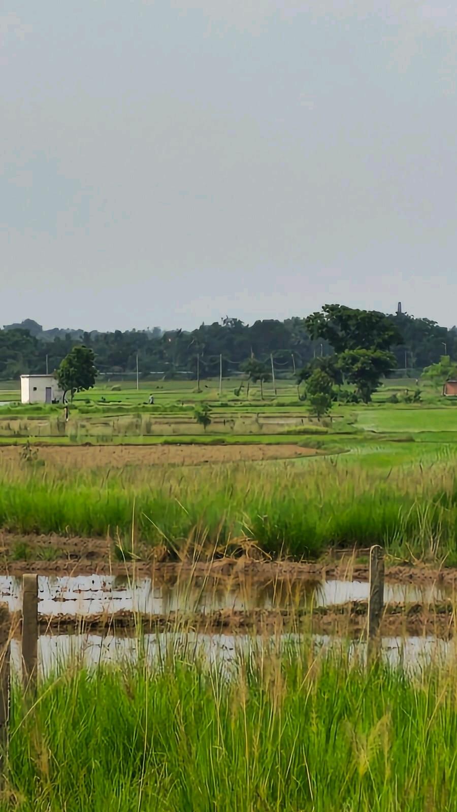 10 Katha Agricultural Land for Sale in Adityapur | Property ID 1232 | SONDHAN